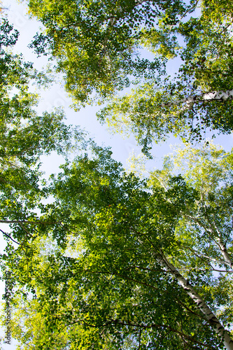 birch forest summer nature landscape