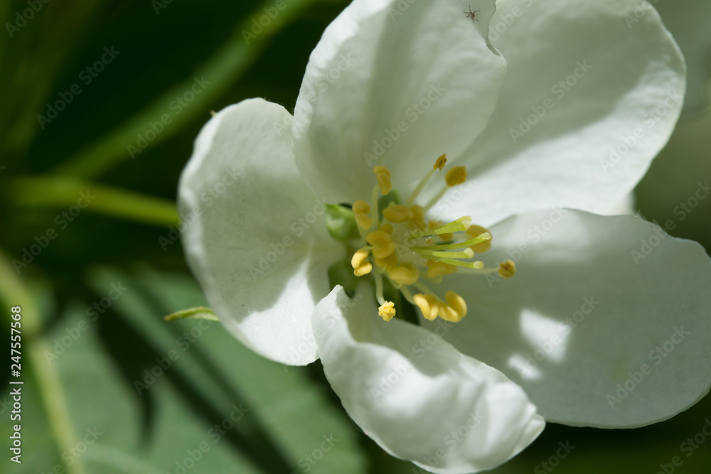 white flowers apple close-up nature landscape white flowers apple close-up nature landscape