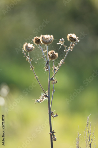 round spine close-up nature