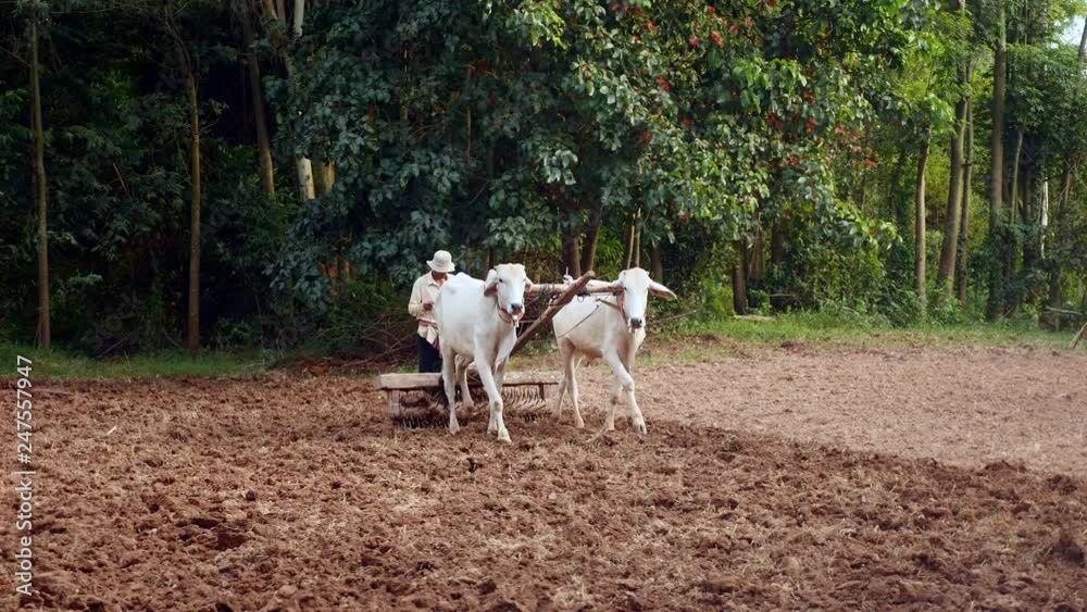 Oxen pulling an old roller to compact soil after it has been loosened by a harrow
