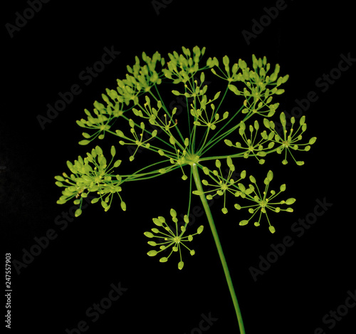 fresh dill flowers on black background