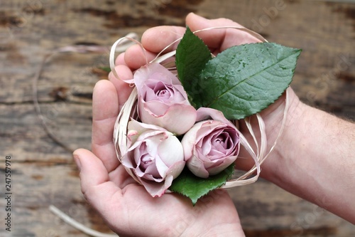 Three violet roses in the hands of close-up. The concept of tenderness, beauty, lightness, care. Pale violet rose is on in men's hands, isolated.