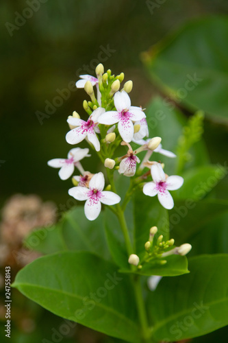 flowers plumeria white nature