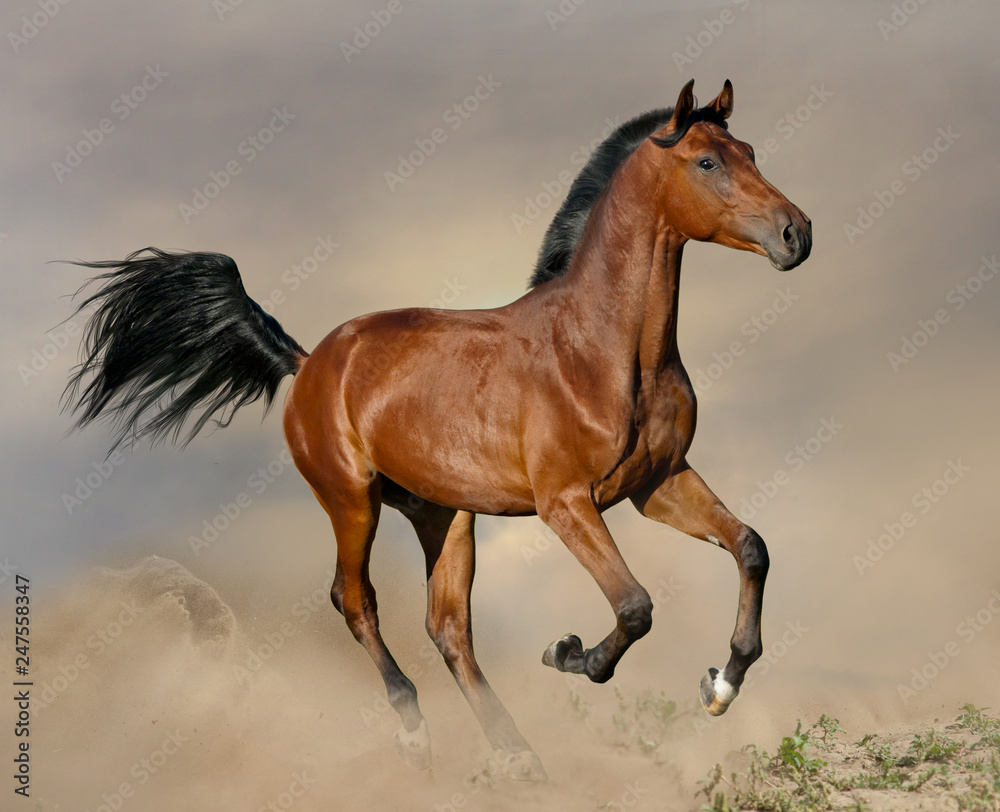 Bay stallion galloping