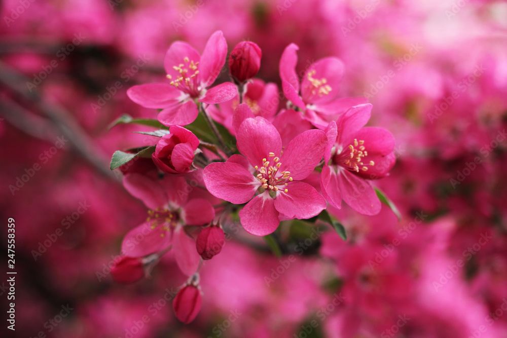 Pink flowers of blooming wild apple tree. Pink flowers of blooming wild apple tree.