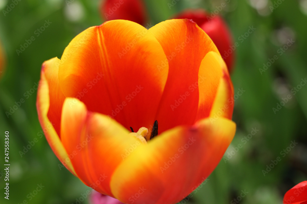 Orange tulip with yellow edges of the petals. Orange tulip with yellow edges of the petals.