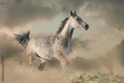 Beautiful arabian horse in the dust running