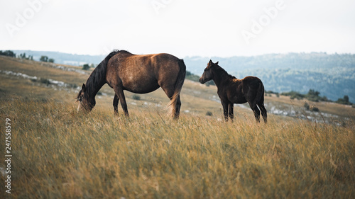 wild horses freely live on the mountain