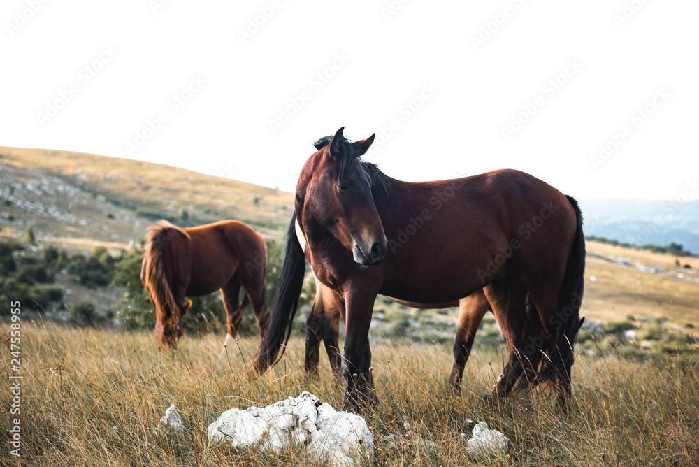 Fototapeta premium wild horses freely live on the mountain
