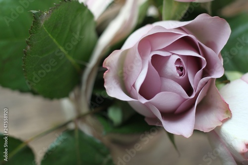 Bouquet of purple roses on wooden table.