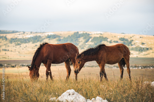 wild horses freely live on the mountain © phili19