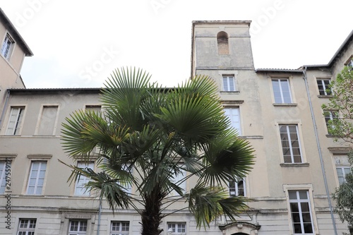 PALMIER A NIMES - GARD - LANGUEDOC - OCCITANIE © ERIC