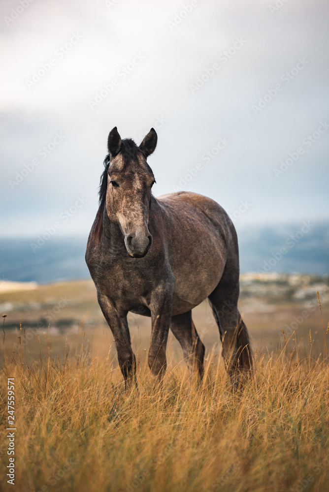 wild horses freely live on the mountain wild horses freely live on the mountain