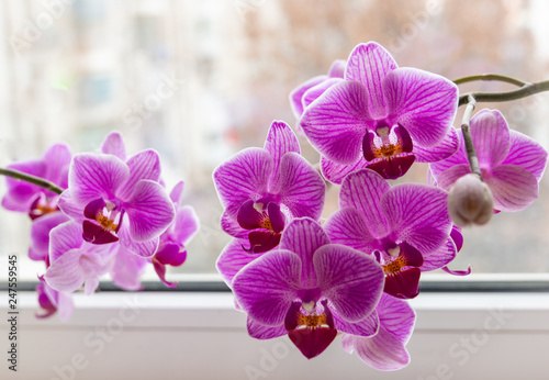 Fototapeta Naklejka Na Ścianę i Meble -  Soft focus of two beautiful branches of striped purple mini orchids Sogo Vivien. Phalaenopsis,  Moth Orchid are located against the light on a gentle blurry background. A lovely idea for any design.
