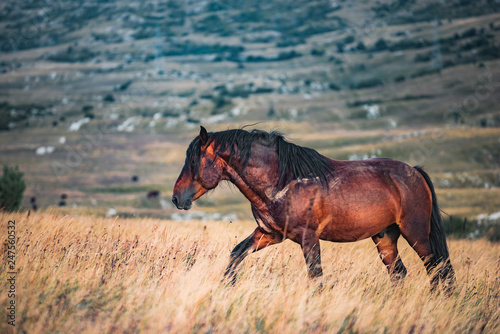 wild horses freely live on the mountain