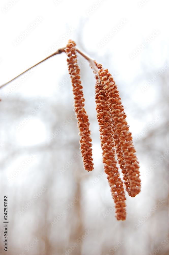 Naklejka premium birch