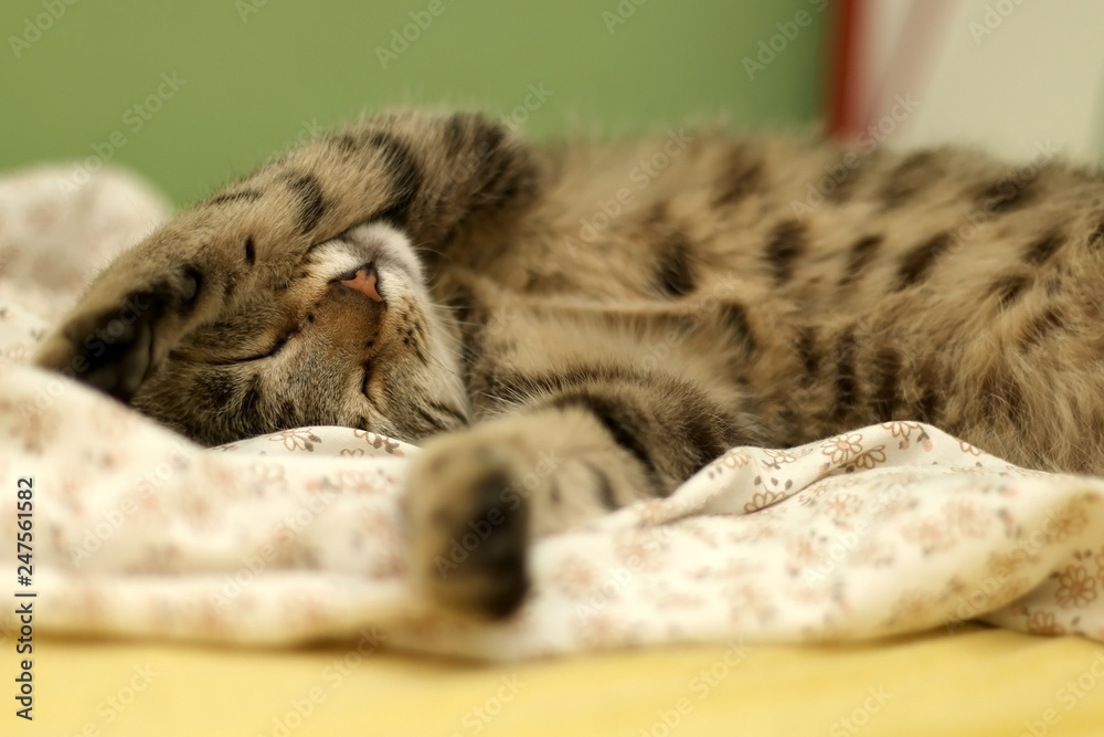 Cute brown tabby cat sleeping in human's bed. Selective focus. Cute brown tabby cat sleeping in human's bed. Selective focus.