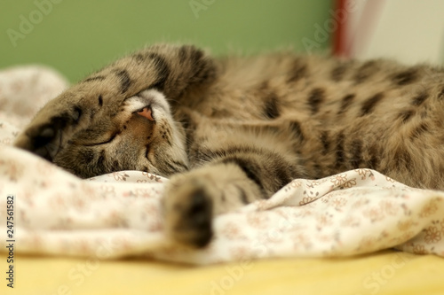 Cute brown tabby cat sleeping in human's bed. Selective focus.