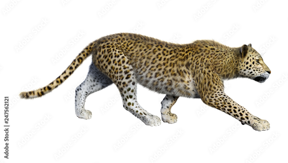3D Rendering Big Cat Leopard on White 3D Rendering Big Cat Leopard on White