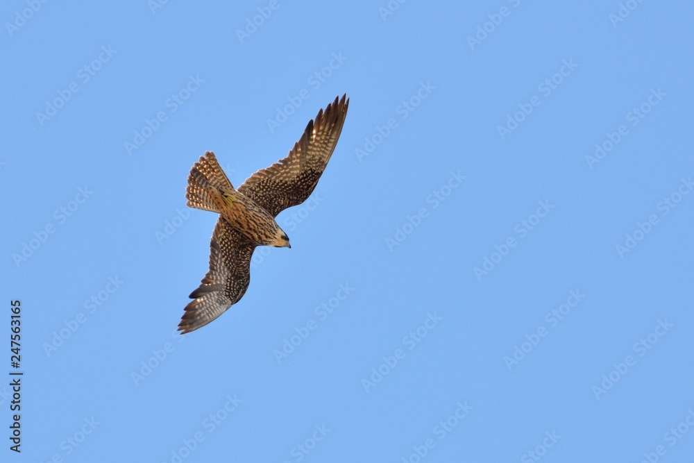 Eleonora's Falcon (Falco eleonorae), Greece Eleonora's Falcon (Falco eleonorae), Greece