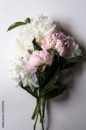 Closeup of beautiful pink and white Peonie flower on light background