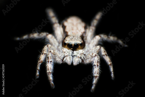 Beautiful jumping spider macro portrait isolated on black background
