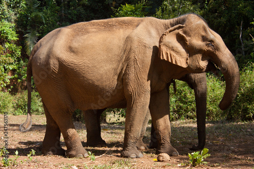 An Asian elephant eating in the jungle in Cambodia