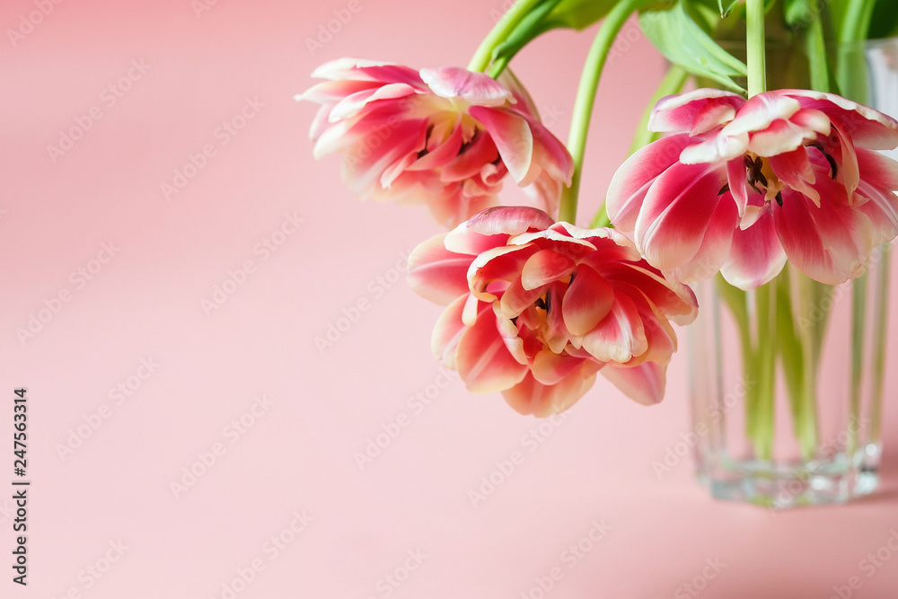Obraz premium pink lush tulips in a glass cup on a pink background with space for text.
