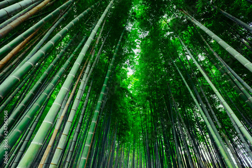 The Bamboo Forest of Arashiyama, Kyoto, Japan