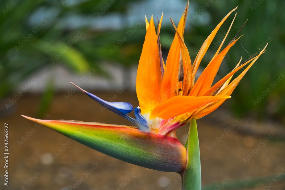 bird of paradise - Strelitzia reginae bird of paradise - Strelitzia reginae