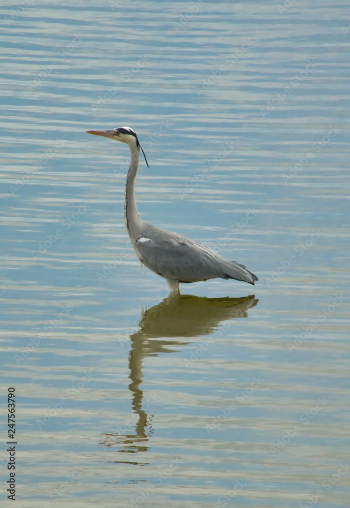 Grey heron - Ardea cinerea Grey heron - Ardea cinerea