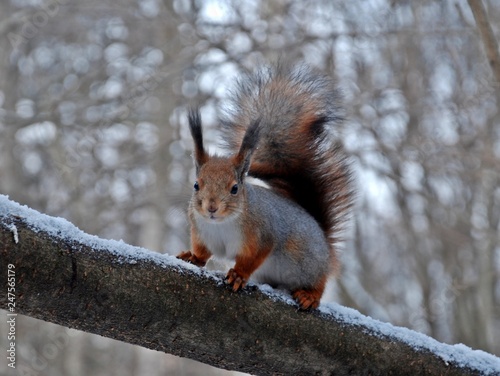 Squirrel is on a tree trunk and looks at the photographer in a winter park (close up) © Ekaterina