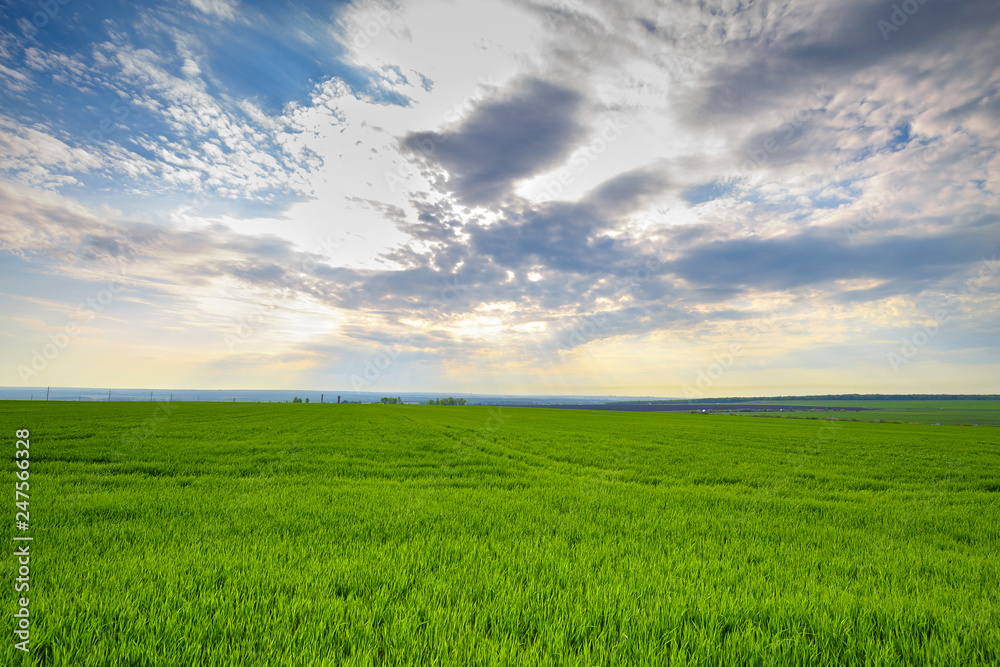 rural landscape, green field grass with a blue sky and clouds