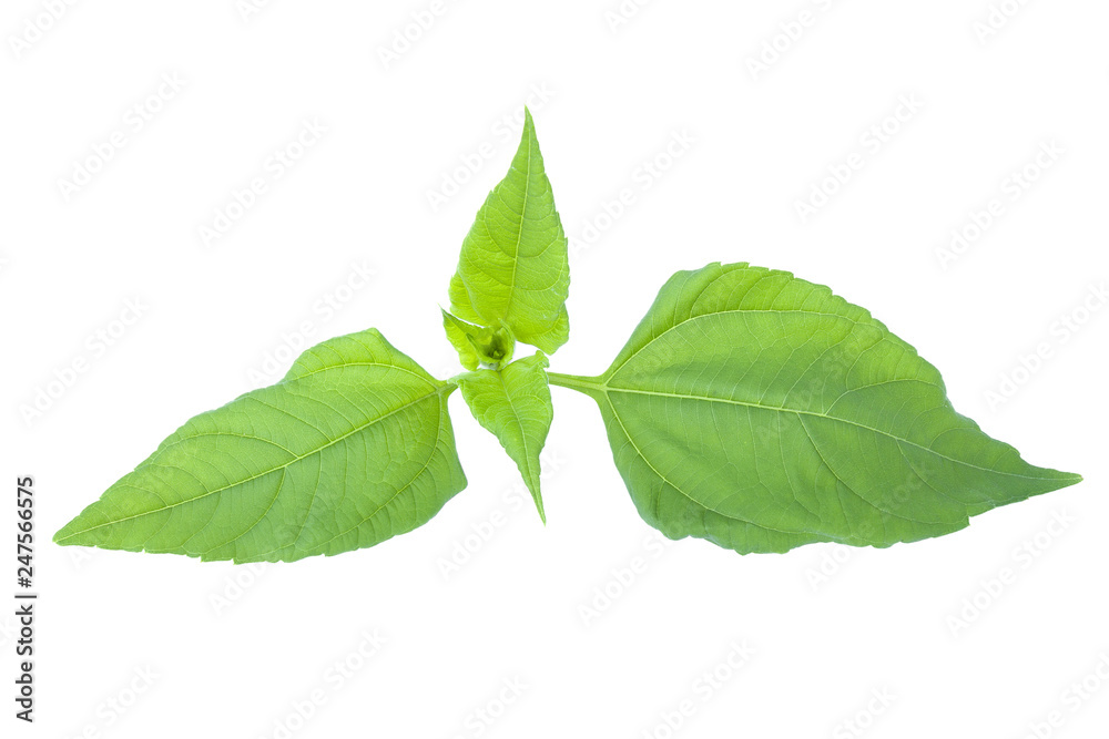 Fototapeta premium Green ginger leaves (Etlingera elatior) isolated on a white background