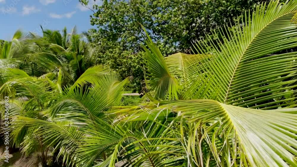 Tropics, palm branches. The sun in the Seychelles. Tropics, palm branches. The sun in the Seychelles.
