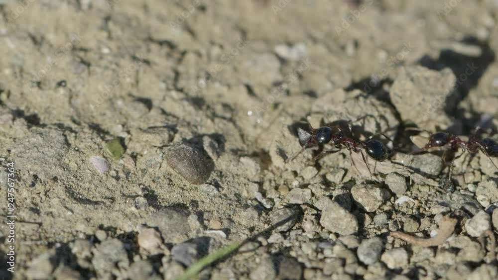 Macro shot of an ants carry seeds Macro shot of an ants carry seeds