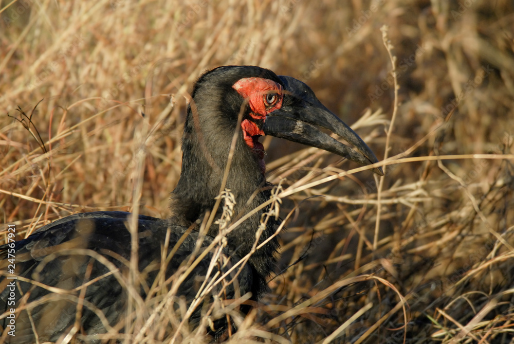 Fototapeta premium Southern ground hornbill,Bucorvus leadbeateri, Kruger National Park,South Africa