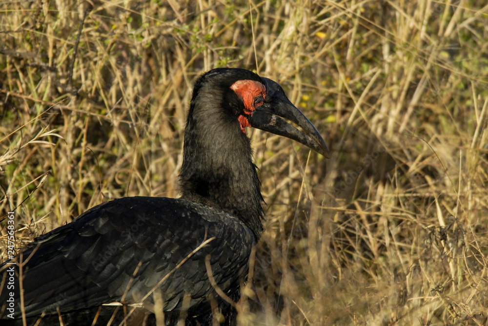 Southern ground hornbill,Bucorvus leadbeateri, Kruger National Park,South Africa Southern ground hornbill,Bucorvus leadbeateri, Kruger National Park,South Africa
