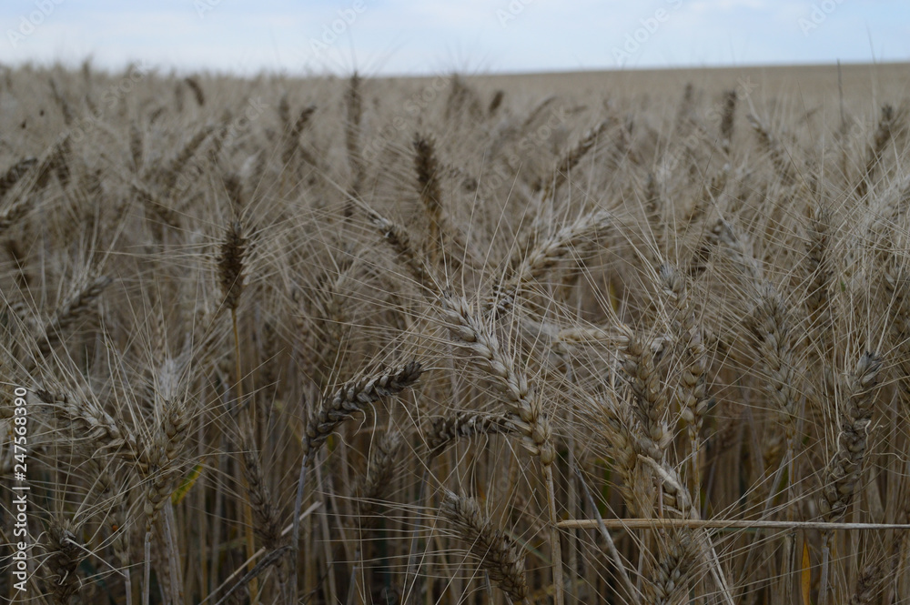 Fototapeta premium grass and sky