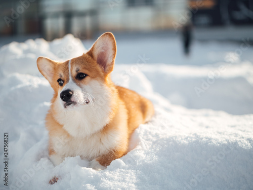 welsh corgi dog playing in winter park