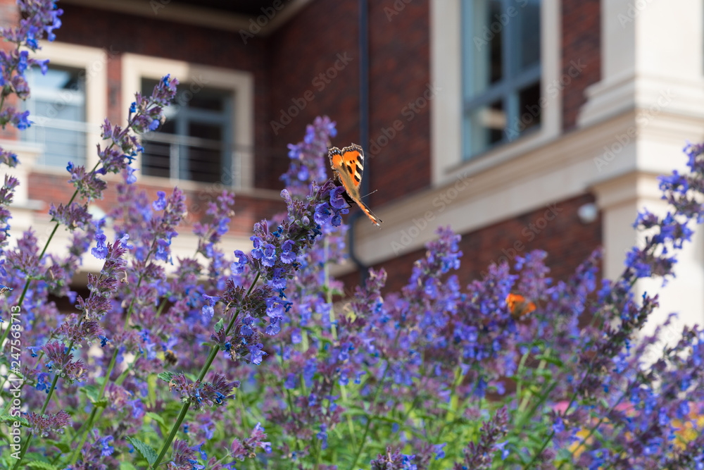 The Urticaria Butterfly Sits On Purple Flowers Nepeta Сataria Against The Blurred Background Of A Private Red Brick House, An Ideal Photo For Landscape Design. Romantic Image Of A Country House