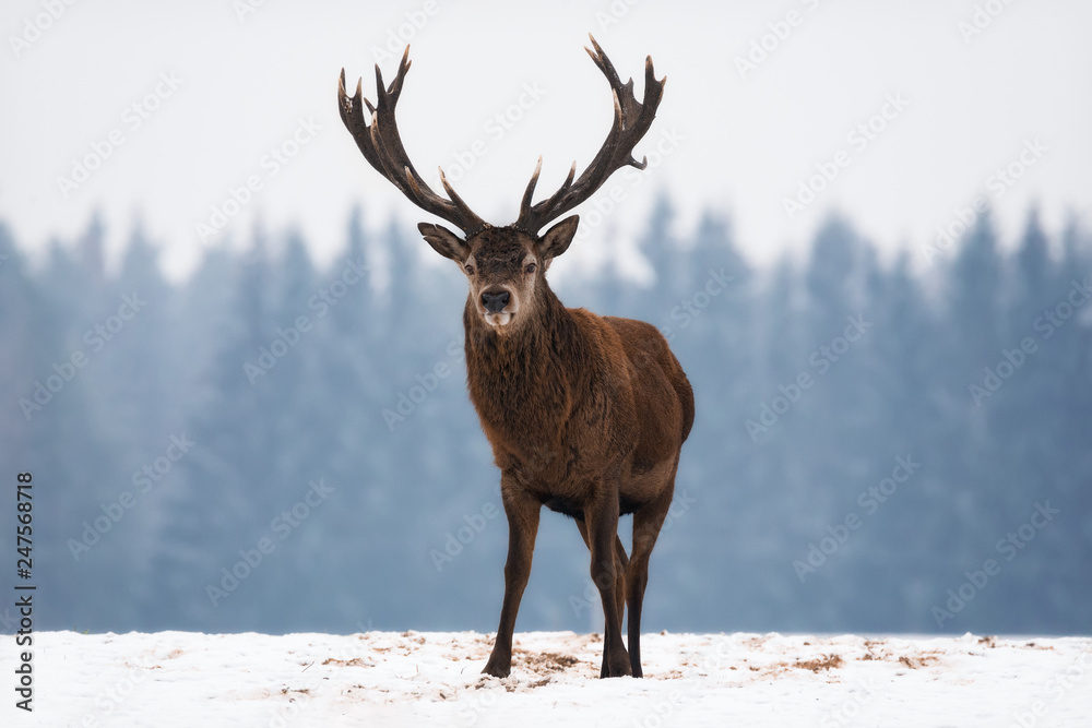Single Injured Adult Noble Red Deer With Big Beautiful Horns At Blue Forest Background. Wildlife Landscape With Snow And Deer Stag With Big Antlers. Belorussian Wildlife Image With Deer Elk