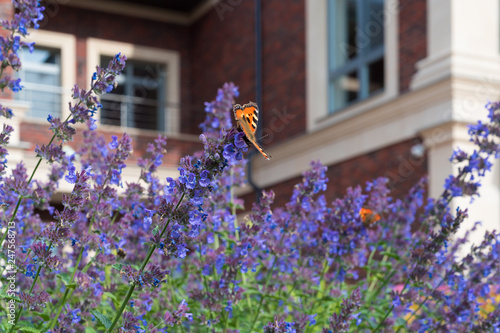 Obraz na płótnie The Urticaria Butterfly Sits On Purple Flowers Nepeta Сataria Against The Blurred Background Of A Private Red Brick House, An Ideal Photo For Landscape Design. Romantic Image Of A Country House w salonie
