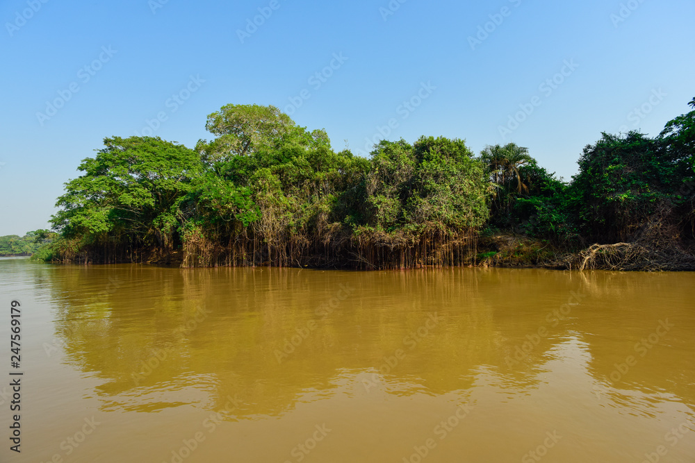 Pantanal forest ecosystem, Mato Grosso, Brazil Pantanal forest ecosystem, Mato Grosso, Brazil
