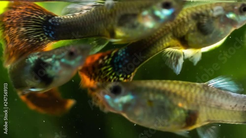 Close up scene of beautiful and colorful guppy fish swimming in aquarium tank with water plant, small dust particle flowing in water.