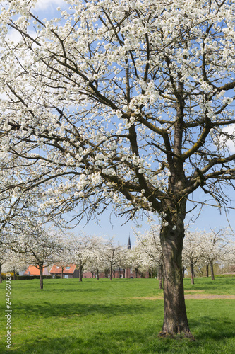 Pear orchard in Flanders