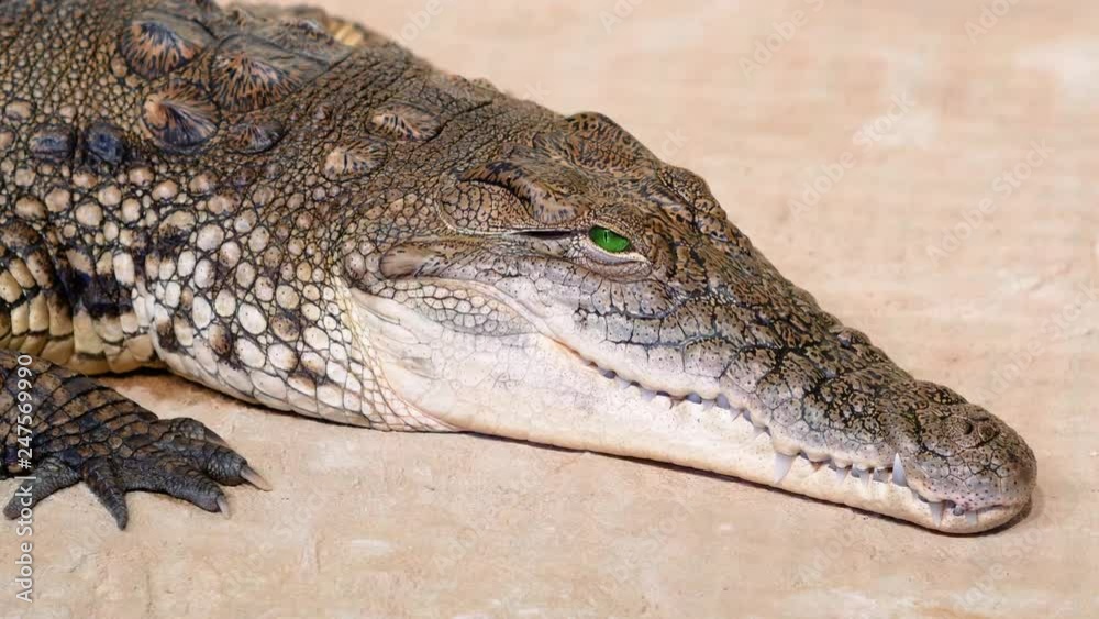 Nile crocodile opens his eyes. Largest freshwater predator in Africa. Close up Nile crocodile opens his eyes. Largest freshwater predator in Africa. Close up