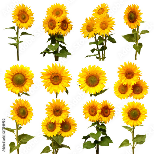 Fototapeta Naklejka Na Ścianę i Meble -  Sunflowers collection isolated on white background. Sun symbol. Flowers yellow, agriculture. Seeds and oil. Flat lay, top view. Bio. Eco