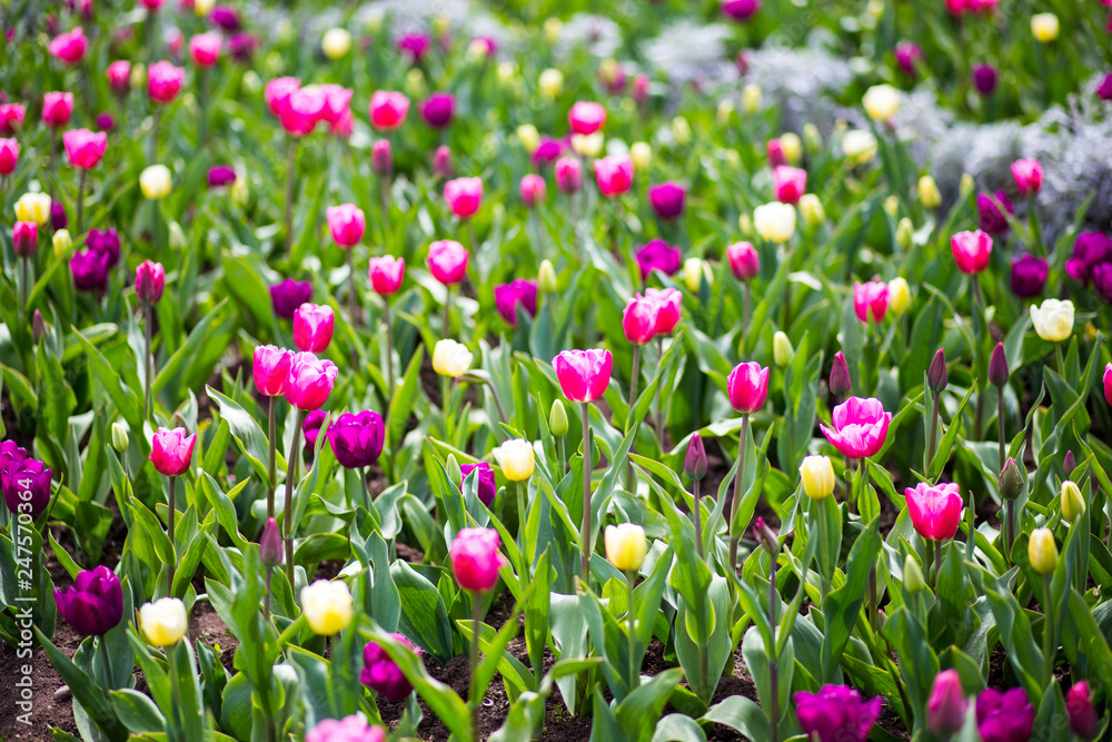 Colorful tulip flowers blooming in a garden flower bud