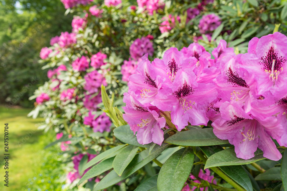 Fototapeta premium Rhododendron im Garten